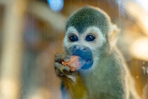 Curious Squirrel Monkey Stock Photos