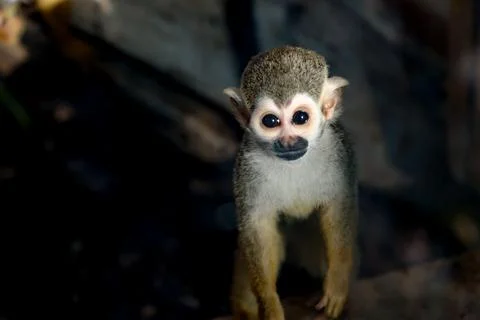 Curious Squirrel Monkey Stock Photos