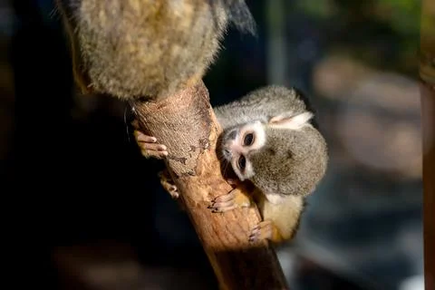 Curious Squirrel Monkey Stock Photos