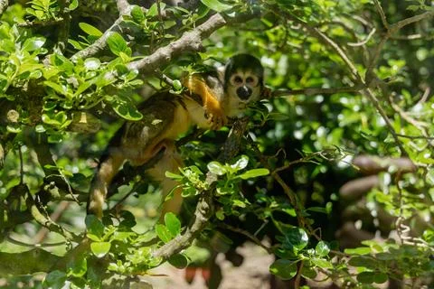 Curious Squirrel Monkey Resting Among Dense Foliage Foto stock