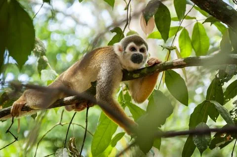 Curious Squirrel Monkey Resting on Tree Branch in the Ecuadorian Amazon Stock Photos