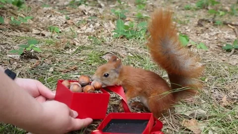 Curious squirrel opens gift box in womans hands takes nuts Stock Footage 314249958