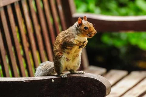 Curious squirrel on park bench in lush green park on bright day Stock Photos