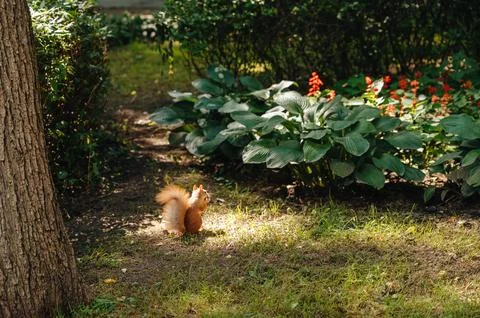 A curious squirrel in a park, foraging or perched Stock Photos