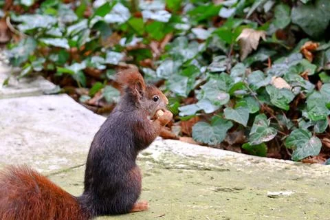Curious squirrel in the park Stock Photos