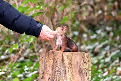 Curious squirrel in the park Stock Photos