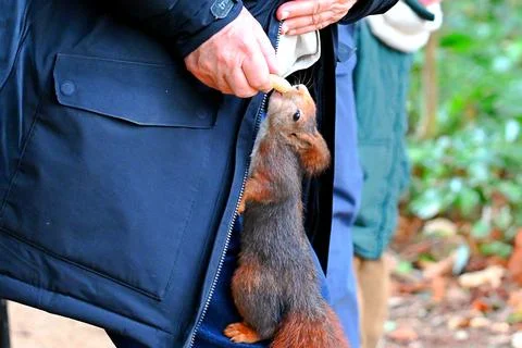 Curious squirrel in the park Stock Photos