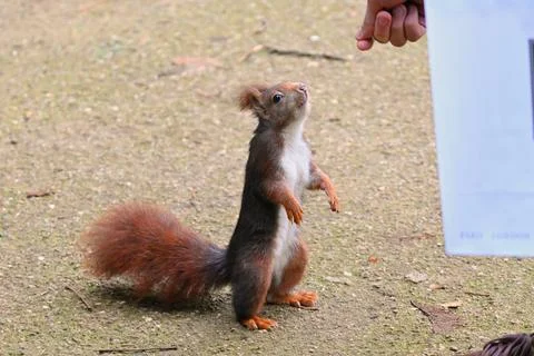 Curious squirrel in the park Stock Photos