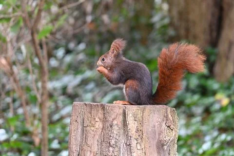 Curious squirrel in the park Stock Photos