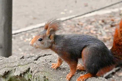Curious squirrel in the park, Stock Photos