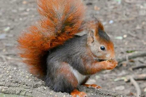 Curious squirrel in the park Stock Photos