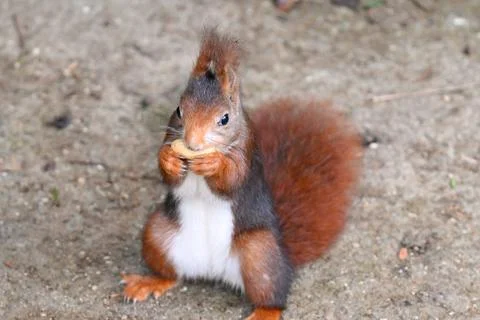Curious squirrel in the park Stock Photos