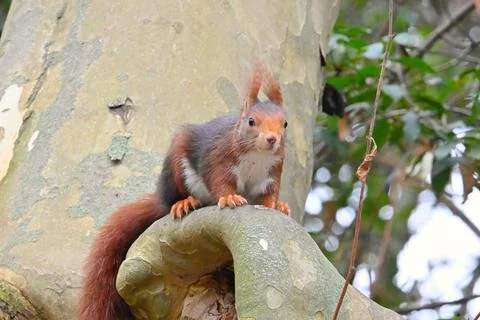 Curious squirrel in the park Stock Photos