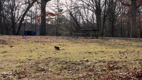 Curious Squirrel in a Peaceful Campsite, Camping Park (4K) Stock Footage 307778409