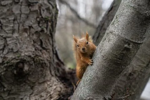 Curious Squirrel Peeking from Tree Trunk Wildlife Close-Up in Forest Stockfoto's