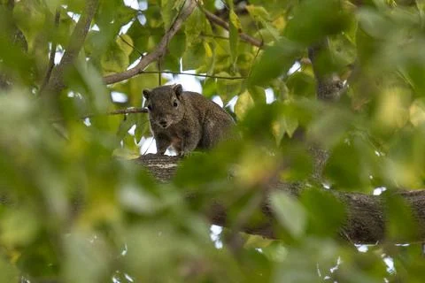 Curious Squirrel Perched on Tree Branch Amid Green Foliage in Quiet Forest Stock Photos