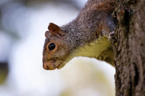 Curious Squirrel Stock Photos