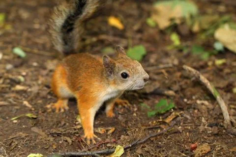 A curious squirrel Stock Photos