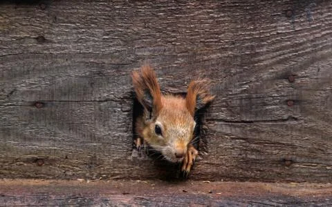 Curious Squirrel Stock Photos