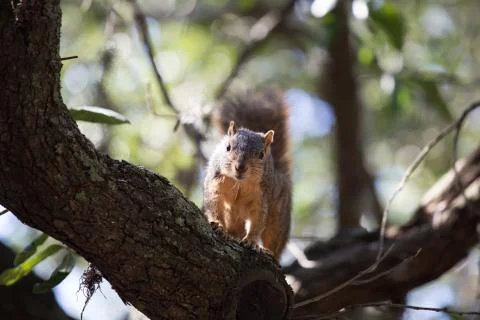 Curious Squirrel Stock Photos