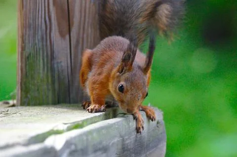 Curious squirrel Photos