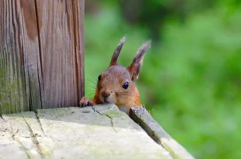 Curious squirrel Stock Photos