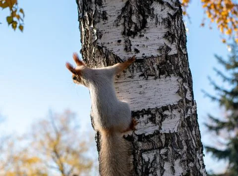 Curious squirrel Stock Photos