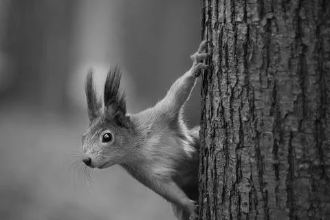 Curious squirrel Stock Photos