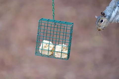 Curious Squirrel Fotos Stock