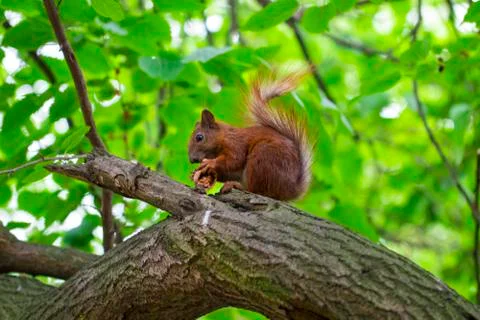 Curious squirrel. Red Squirrel. Squirrel. Forest Stock Photos