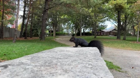 A curious squirrel scampers along a park path, investigating the ground and Stock Footage 329357557