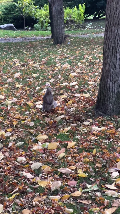 A curious squirrel scampers through colorful autumn leaves in a city park Stock Footage 329321402