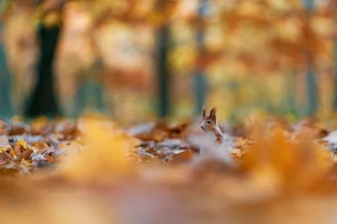 Curious Squirrel (Sciurus vulgaris) Hiding in Autumn Leaves in Forest Stock Photos
