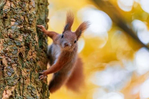Curious squirrel (Sciurus vulgaris) looking down from tree Stock Photos