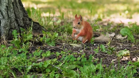 A curious squirrel scurries through the grass under a large tree, searching for 動画素材 316310529