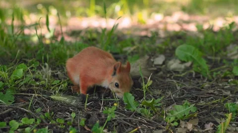 A curious squirrel is seen foraging for food on the soft ground in a sunny park Stockbeeldmateriaal 312270917