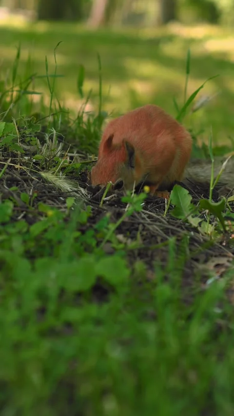 A curious squirrel sits among the vibrant, green grass, nibbling on a small 動画素材 312269423