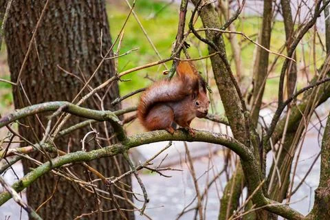 A curious squirrel sits elegantly on a thin branch surrounded by bare twigs.. Stock Photos