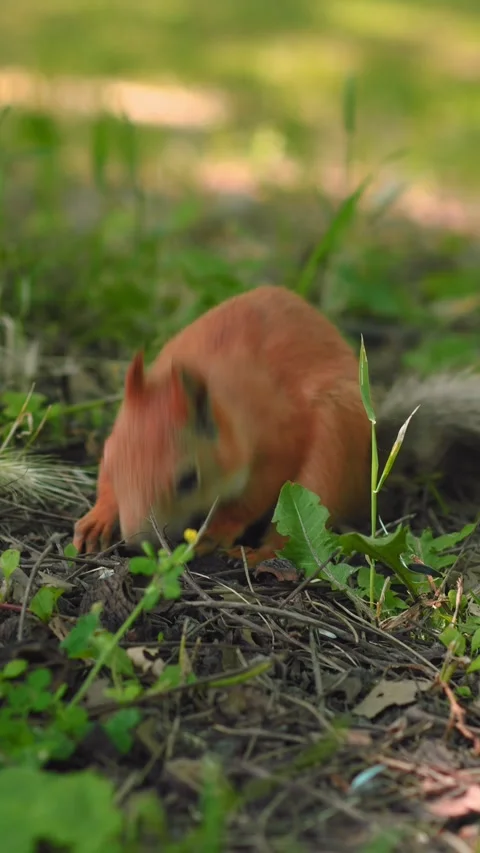 A curious squirrel sits on the ground, nibbling on a nut while surrounded by Video stock 312224582