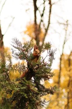 A curious squirrel sitting on a tree Stock Photos