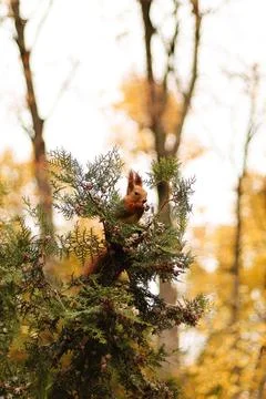 A curious squirrel sitting on a tree Foto stock