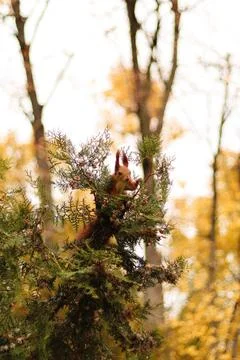 A curious squirrel sitting on a tree Foto stock