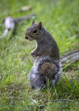 A curious squirrel sitting upright in the grass. Stock Photos