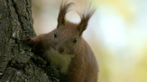 A Curious Squirrel is Skillfully Climbing a Tall Tree, Showcasing its Playful Stock Footage 307436424