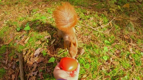 Curious squirrel sniffing apple on green forest ground Stock Footage 321702795