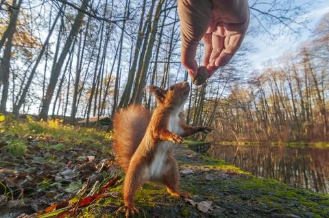 Curious squirrel sniffs nut in the human hand. Photos
