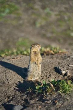 A Curious Squirrel Standing on the Ground in the Midst of Natures Beauty and Stock Photos