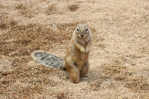 Curious Squirrel Standing on Sandy Ground Stock Photos