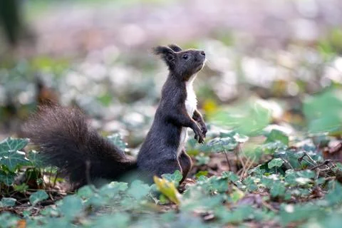Curious Squirrel Standing in a Sunlit Forest Clearing 스톡 사진