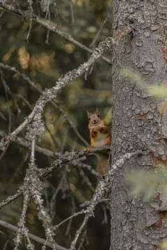 A curious squirrel staring back on a tree branch Stock Photos